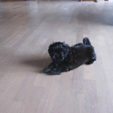 Shih tzu Hr. Vimse