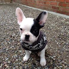 Fransk bulldog Messi