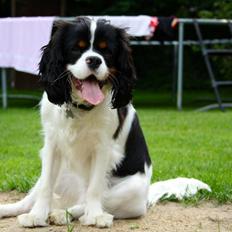 Cavalier king charles spaniel Charly <3 146316
