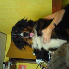 Berner sennenhund Astor