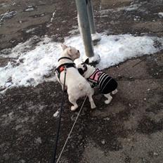 Fransk bulldog Denga