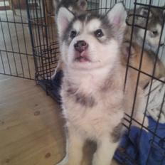 Alaskan malamute Balto