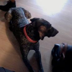 Korthåret hønsehund Yuki