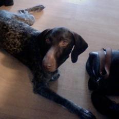 Korthåret hønsehund Yuki