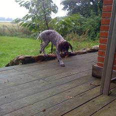 Korthåret hønsehund Yuki