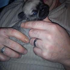 Blanding af racer Bella