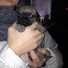 Blanding af racer Bella