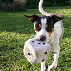 Dansk svensk gaardhund Zappa
