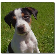 Dansk svensk gaardhund Zappa