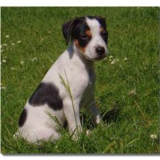 Dansk svensk gaardhund Zappa