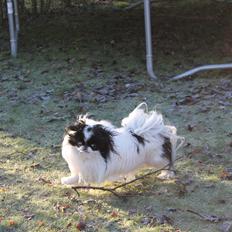 Japanese Roseheavens Shinki (Mico)