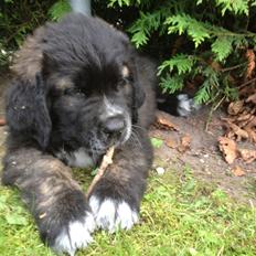 Blanding af racer Frede