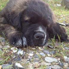 Blanding af racer Frede