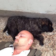 Blanding af racer Frede