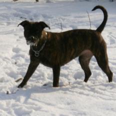 Amerikansk staffordshire terrier Sofie