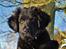 Blanding af racer Rex - 3½ mdr. gl. og elsker sne!
