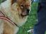 Chow chow Frida - Frida poserer til hundetræning