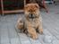 Chow chow Frida - ca. 4-5 mdr. gammel. Ser sådan ud når man har været i hundeskov 