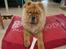 Chow chow Frida - Frida forsøger at lade som om hun er en hund efter ben 
