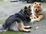 Chow chow Frida - Frida sammen med sin "kæreste" Nalle
