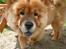 Chow chow Frida - Under bordet i hundeskoven