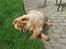Chow chow Frida - Frida keder sig