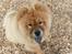 Chow chow Frida - Har du en godbid?