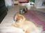 Chow chow Frida