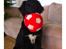Blanding af racer Rex - 4 mdr. og bold glad