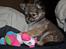 Chihuahua BALOO - 23.1.2013