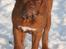 Dogue de bordeaux Cru Acajou Light A Way " LaLa"