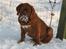 Dogue de bordeaux Cru Acajou Light A Way " LaLa"