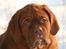 Dogue de bordeaux Cru Acajou Light A Way " LaLa"