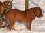 Dogue de bordeaux Cru Acajou Light A Way " LaLa"