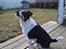 Dansk svensk gaardhund mikkel ( mini ko )