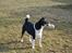 Dansk svensk gaardhund mikkel ( mini ko )