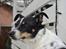 Dansk svensk gaardhund mikkel ( mini ko )