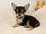 Chihuahua High Fly Charming Beast