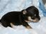 Chihuahua High Fly Charming Beast