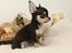 Chihuahua High Fly Charming Beast