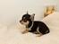 Chihuahua High Fly Charming Beast