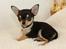 Chihuahua High Fly Charming Beast
