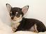 Chihuahua High Fly Charming Beast