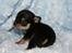 Chihuahua High Fly Charming Beast