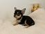 Chihuahua High Fly Charming Beast