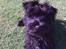 Dvaergschnauzer Eddie