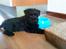 Dvaergschnauzer Eddie - Det er hårdt at drikke når man er hvalp :)