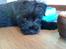 Dvaergschnauzer Eddie
