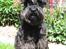 Dvaergschnauzer Eddie - Velkommen til Eddies profil :) Smid gerne en kommentar og en bedømmelse :)