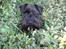 Dvaergschnauzer Eddie